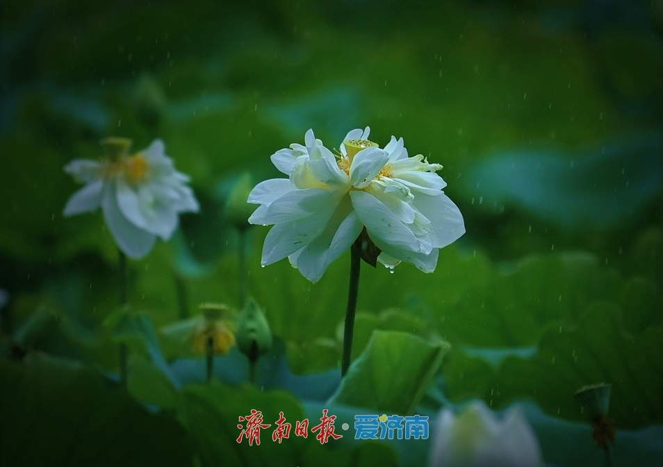 一年四季 泉在济南丨雨落泉城 大明湖荷花别样娇