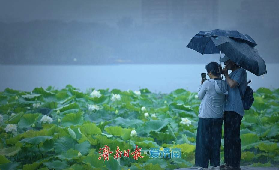 一年四季 泉在济南丨雨落泉城 大明湖荷花别样娇