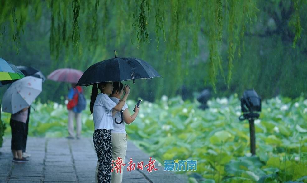 一年四季 泉在济南丨雨落泉城 大明湖荷花别样娇