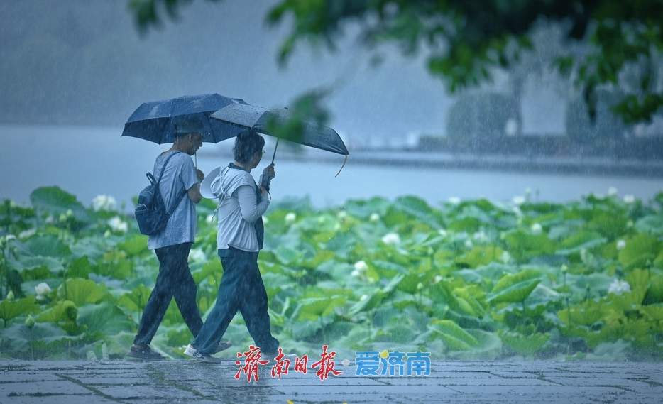 一年四季 泉在济南丨雨落泉城 大明湖荷花别样娇