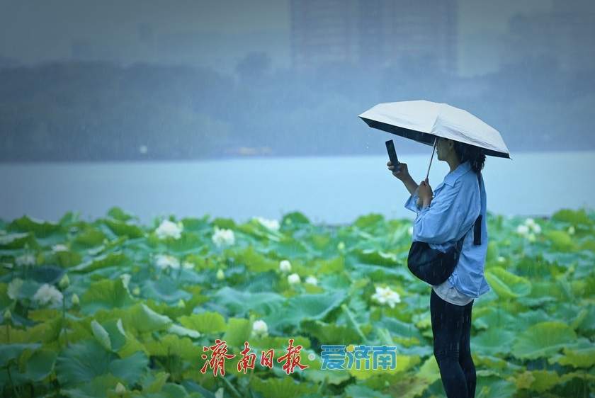 一年四季 泉在济南丨雨落泉城 大明湖荷花别样娇