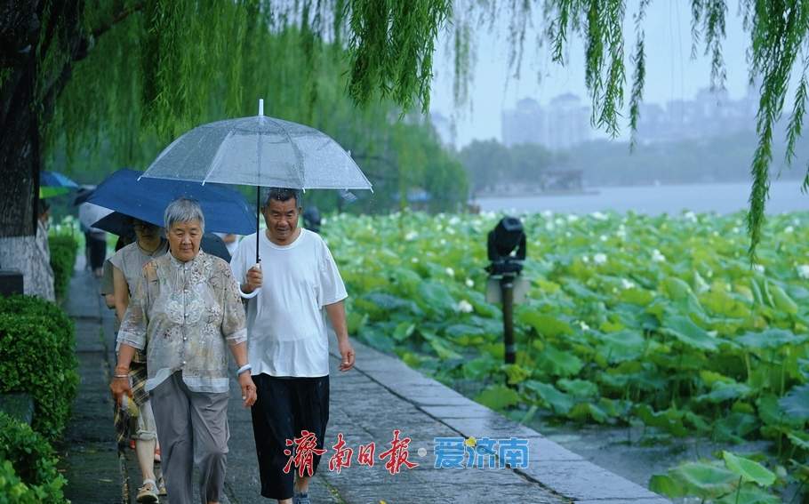 一年四季 泉在济南丨雨落泉城 大明湖荷花别样娇