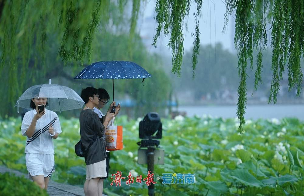 一年四季 泉在济南丨雨落泉城 大明湖荷花别样娇