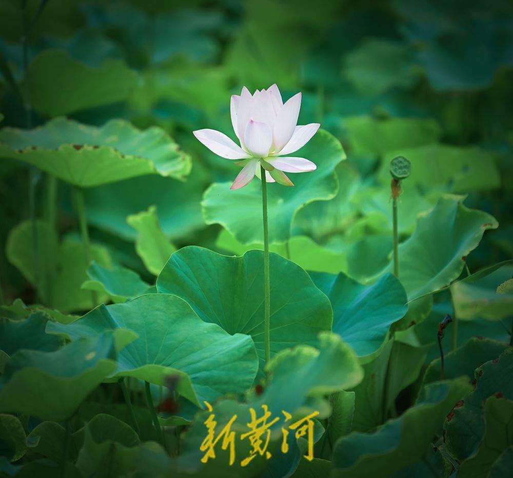 一年四季 泉在济南丨济南CBD“五指山”下荷花盛开，绘就夏日美景