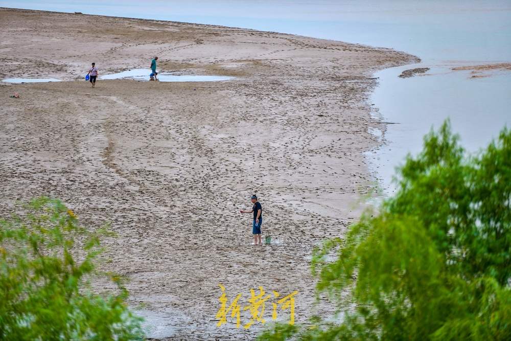 黄河济南段人造洪峰逐渐“退潮”,河滩露脸成纳凉好去处
