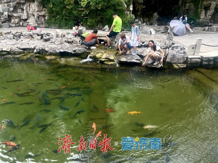一年四季 泉在济南丨泉边夏日 戏水纳凉好景致