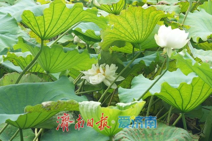 大明湖白莲映画舫 暑期游船穿梭忙