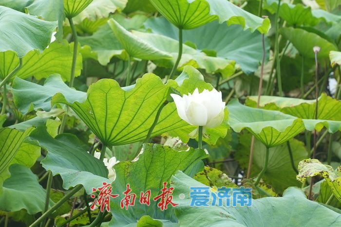 大明湖白莲映画舫 暑期游船穿梭忙