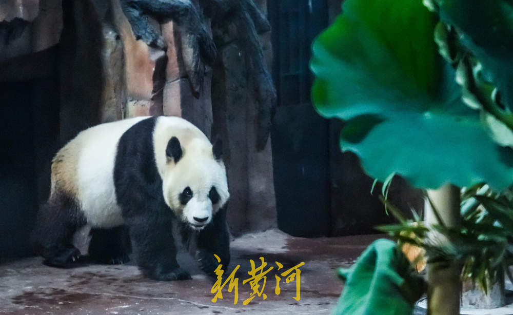 大熊猫“华奥”庆生现场超有范儿!竹子蛋糕、荷花宴引游人粉丝围观