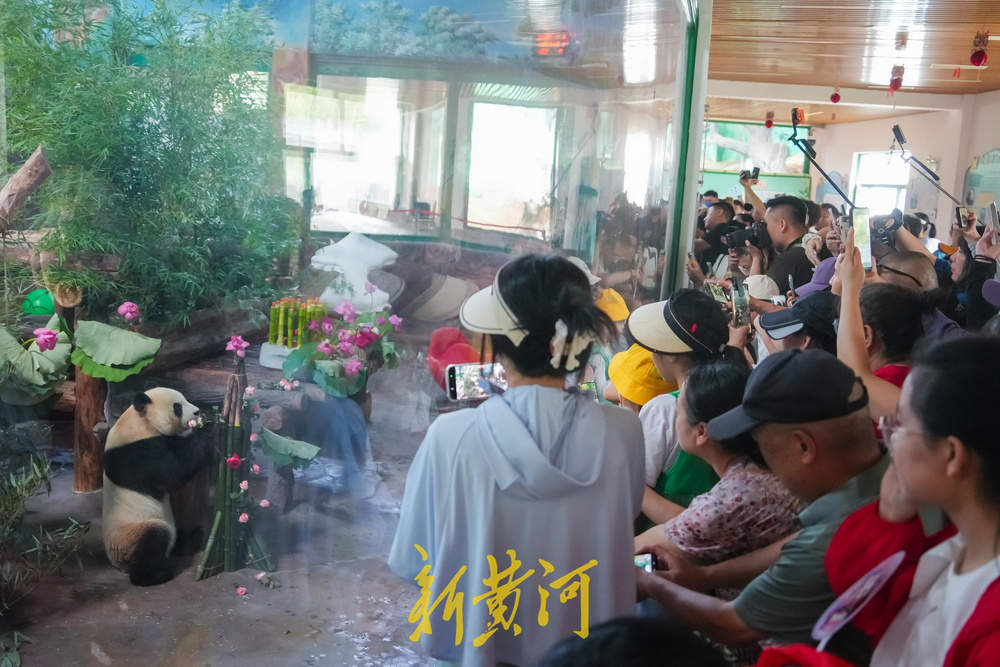 大熊猫“华奥”庆生现场超有范儿!竹子蛋糕、荷花宴引游人粉丝围观