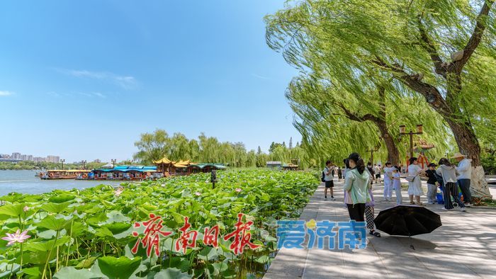 一年四季 泉在济南丨济南大明湖：夏日美景醉泉城 满眼画意纳清凉