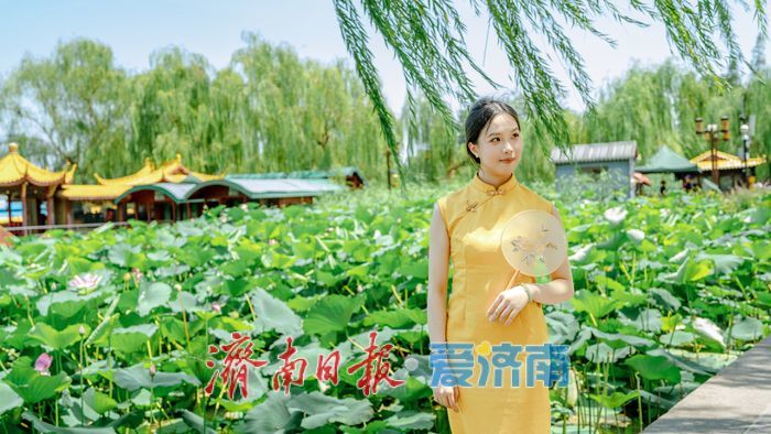 一年四季 泉在济南丨济南大明湖：夏日美景醉泉城 满眼画意纳清凉