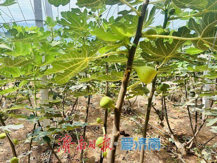 济南：加快富民产业发展 助力乡村全面振兴