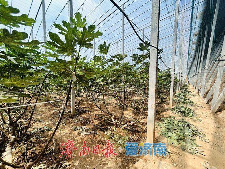 济南：加快富民产业发展 助力乡村全面振兴