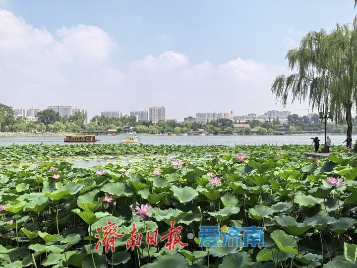 一年四季 泉在济南丨济南大明湖美如画，水天共色游船穿梭