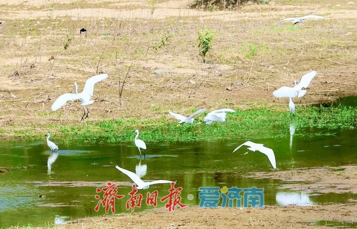 济南玉符河畔生态和谐鹭鸟欢