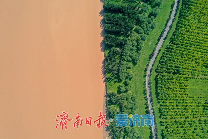 一年四季 泉在济南丨金色长廊映黄河，济南百里生态画卷徐徐展开