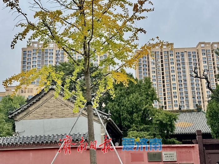 初秋济南兴福寺:银杏撒金映古建 绘就城市诗意画卷