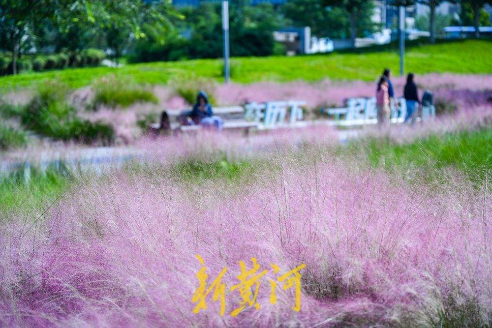 一年四季 泉在济南丨雨过天晴粉黛乱子草盛开 织就济南秋日限定粉色浪漫