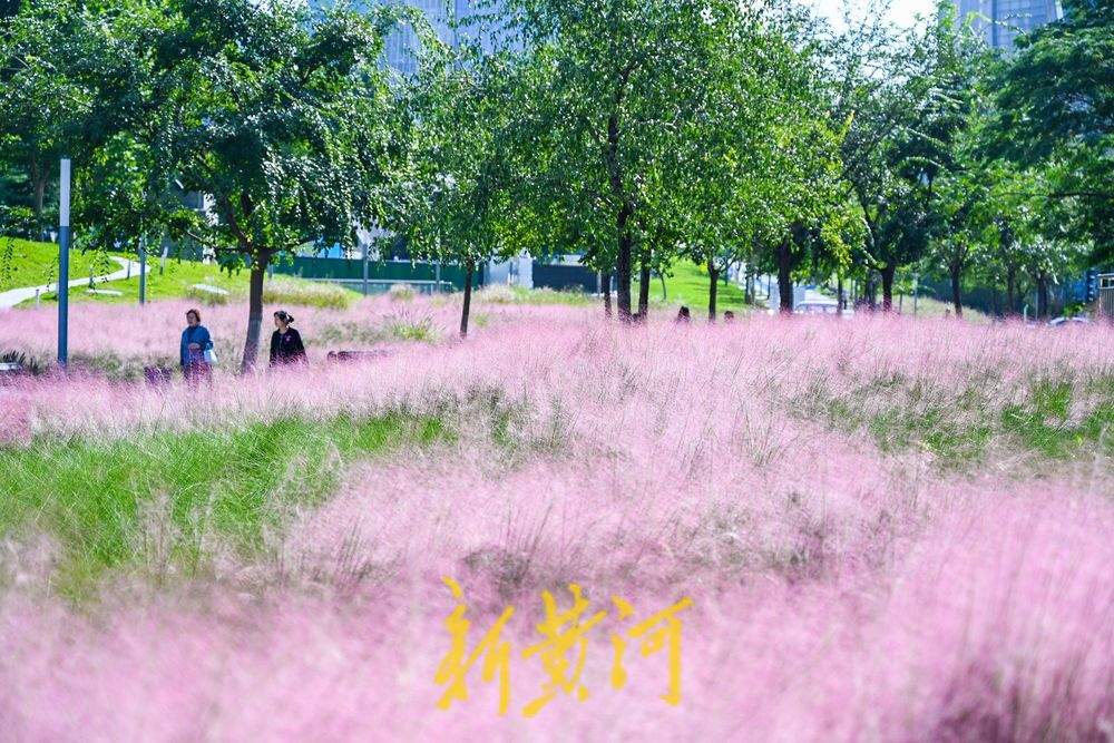 一年四季 泉在济南丨雨过天晴粉黛乱子草盛开 织就济南秋日限定粉色浪漫