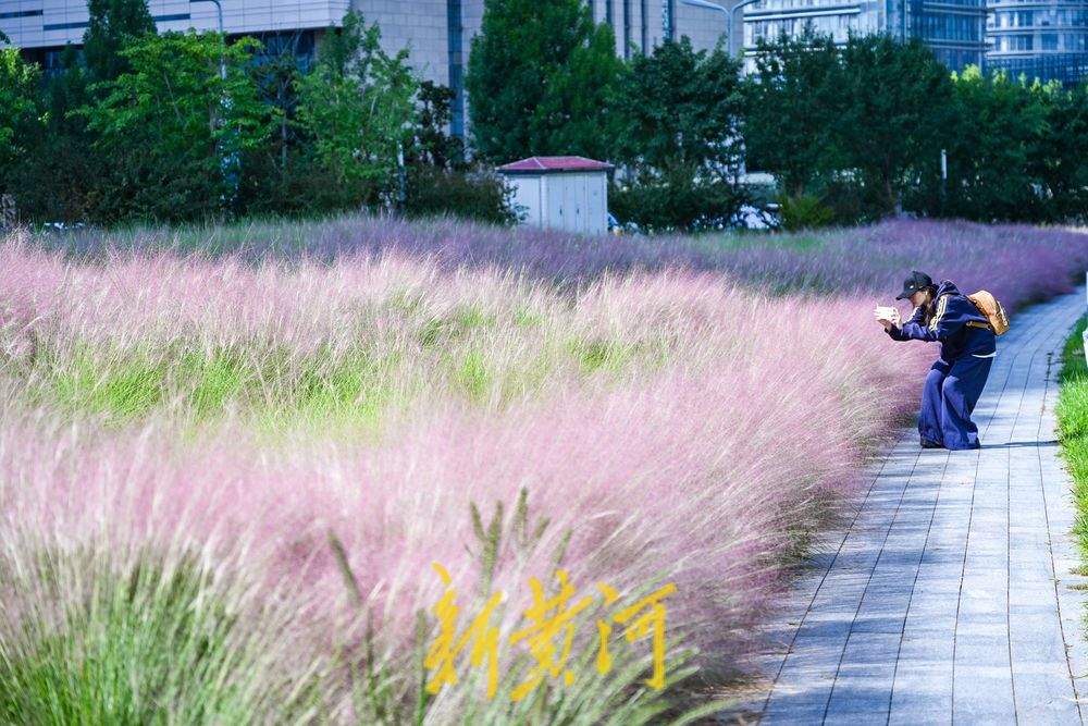 一年四季 泉在济南丨雨过天晴粉黛乱子草盛开 织就济南秋日限定粉色浪漫