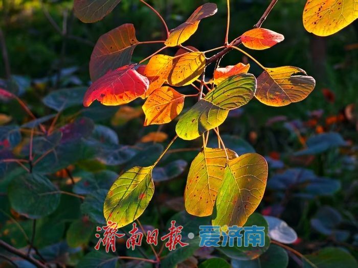 一年四季 泉在济南丨秋日限定!济南蚰蜒山红叶渐染