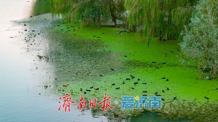 睦里闸迎来“贵客” 上百只白骨顶鸡栖息觅食成生态美景