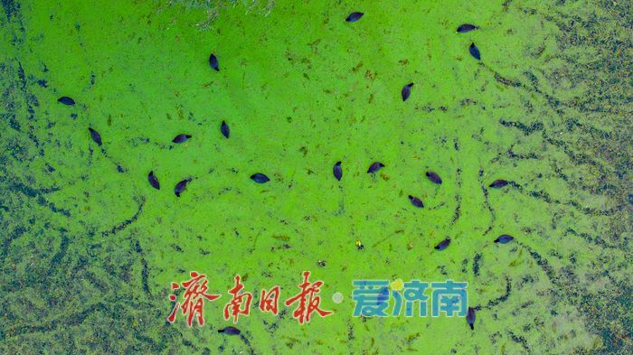睦里闸迎来“贵客” 上百只白骨顶鸡栖息觅食成生态美景