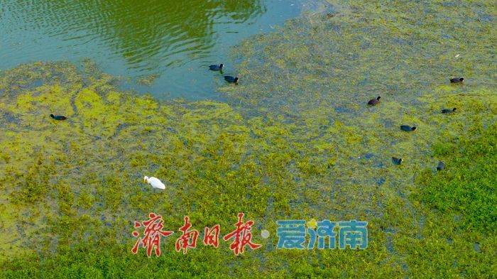 睦里闸迎来“贵客” 上百只白骨顶鸡栖息觅食成生态美景