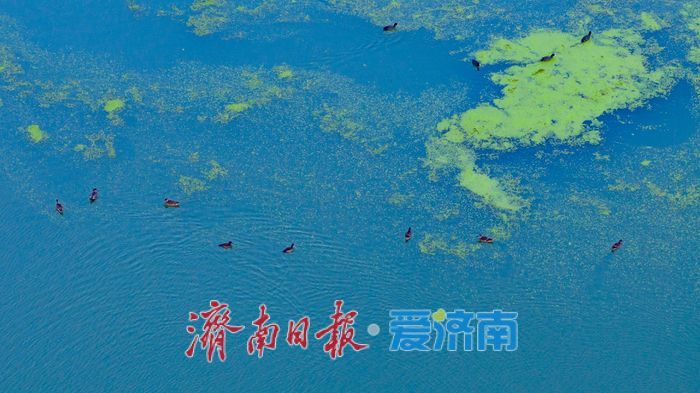 睦里闸迎来“贵客” 上百只白骨顶鸡栖息觅食成生态美景
