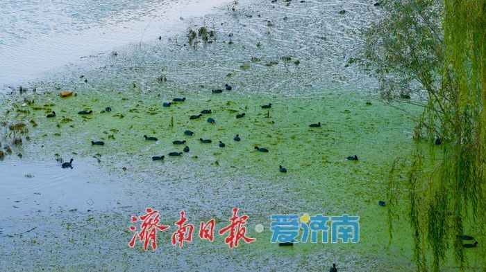 睦里闸迎来“贵客” 上百只白骨顶鸡栖息觅食成生态美景