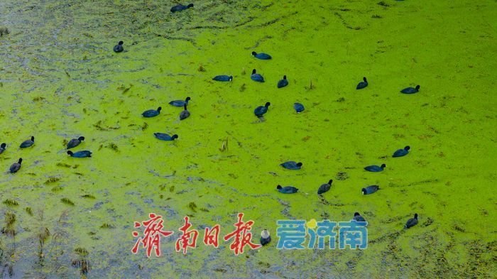 睦里闸迎来“贵客” 上百只白骨顶鸡栖息觅食成生态美景
