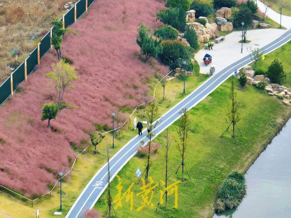 秋日浪漫济南 龙脊河畔粉黛乱子草进入盛花期