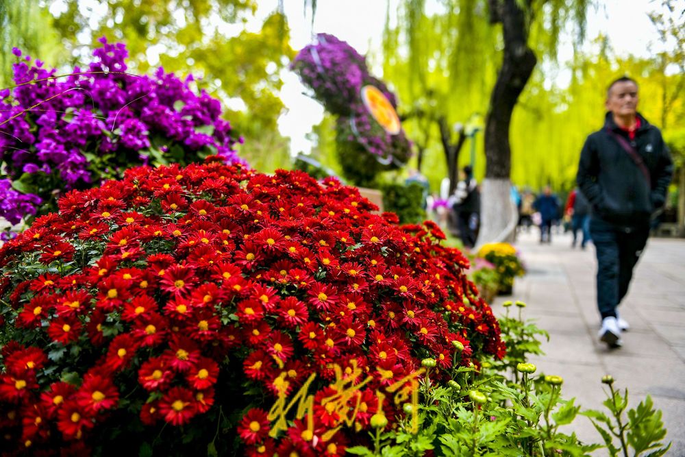 菊花绽放济南趵突泉畔 预计25日向公众开放