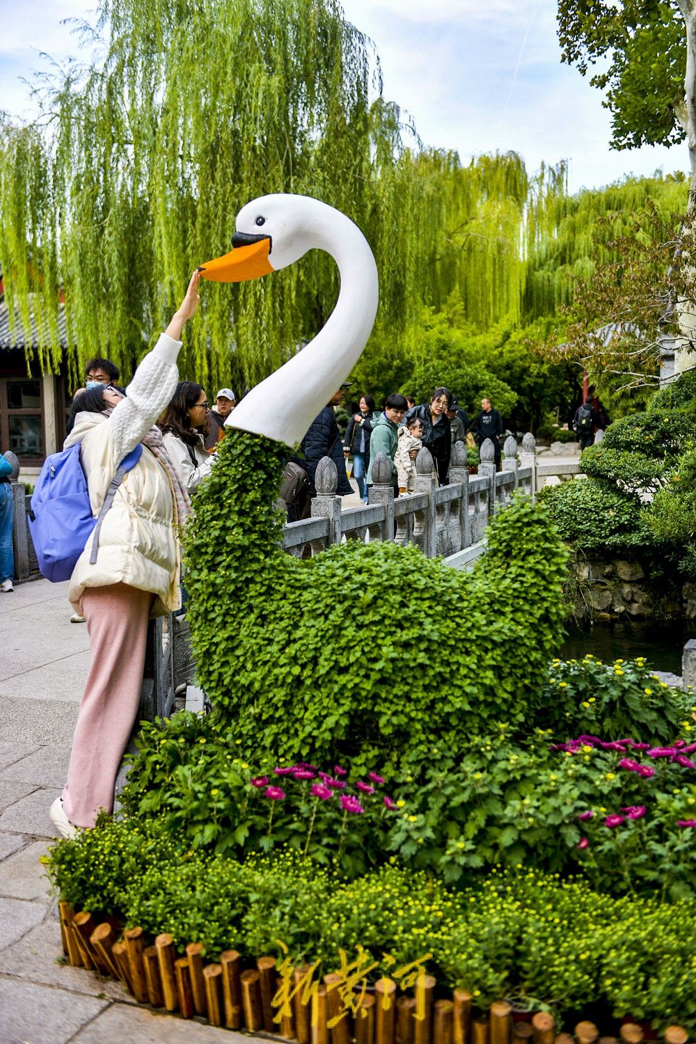 菊花绽放济南趵突泉畔 预计25日向公众开放