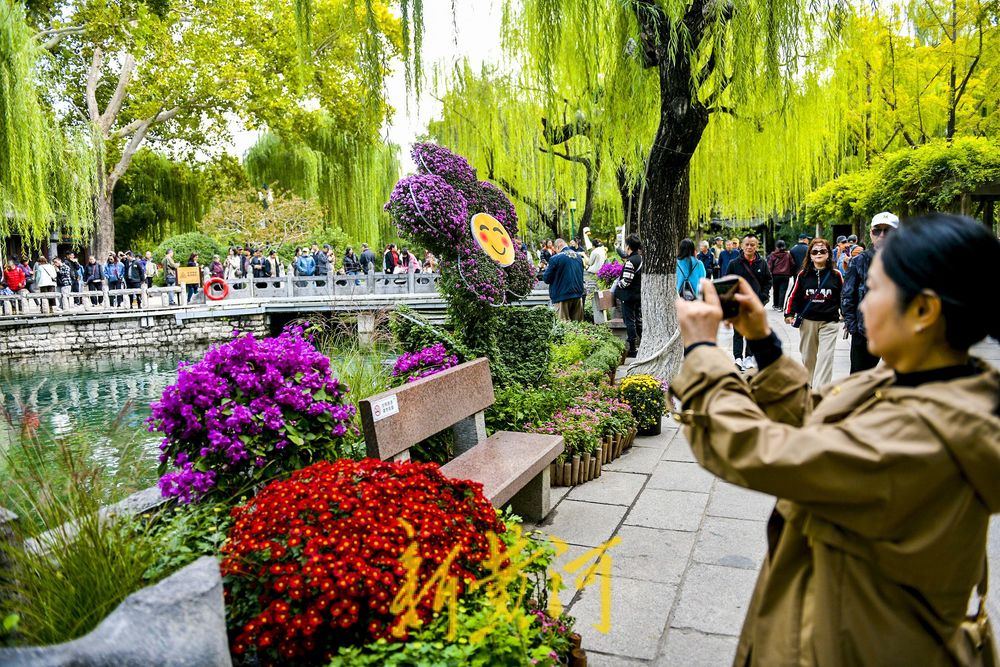 菊花绽放济南趵突泉畔 预计25日向公众开放