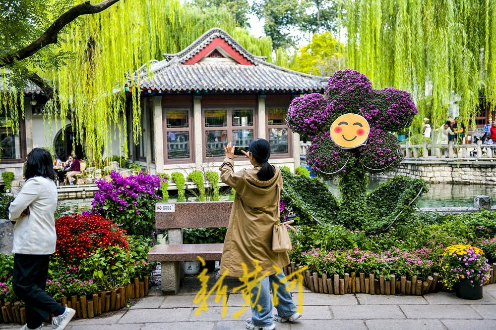 菊花绽放济南趵突泉畔 预计25日向公众开放