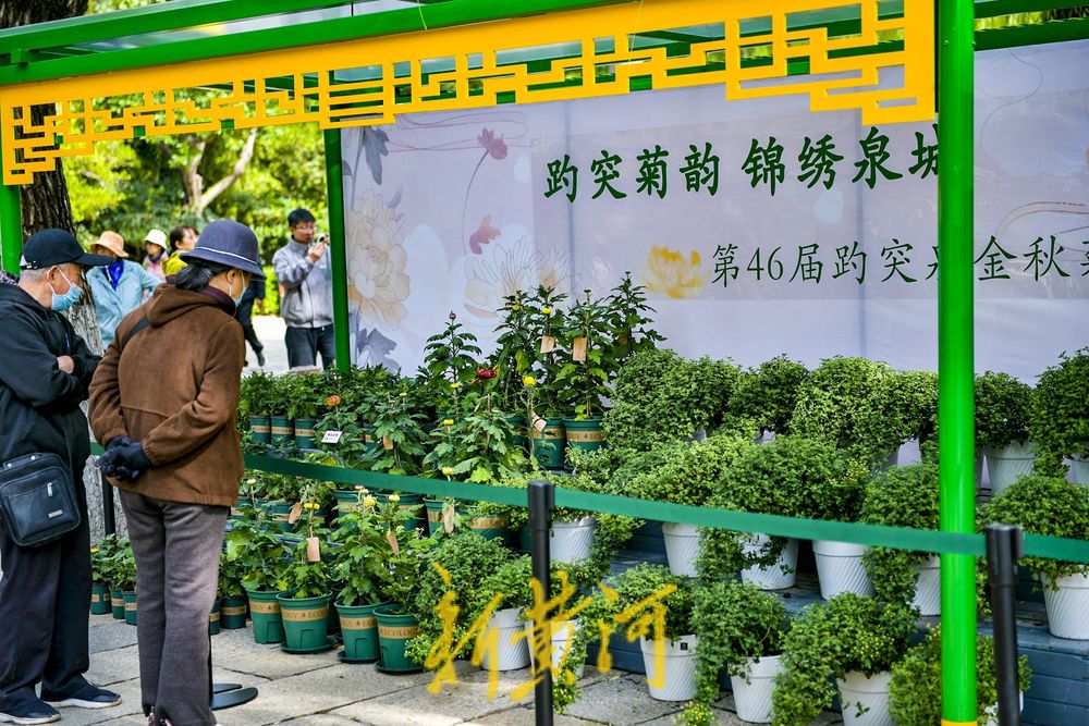 菊花绽放济南趵突泉畔 预计25日向公众开放