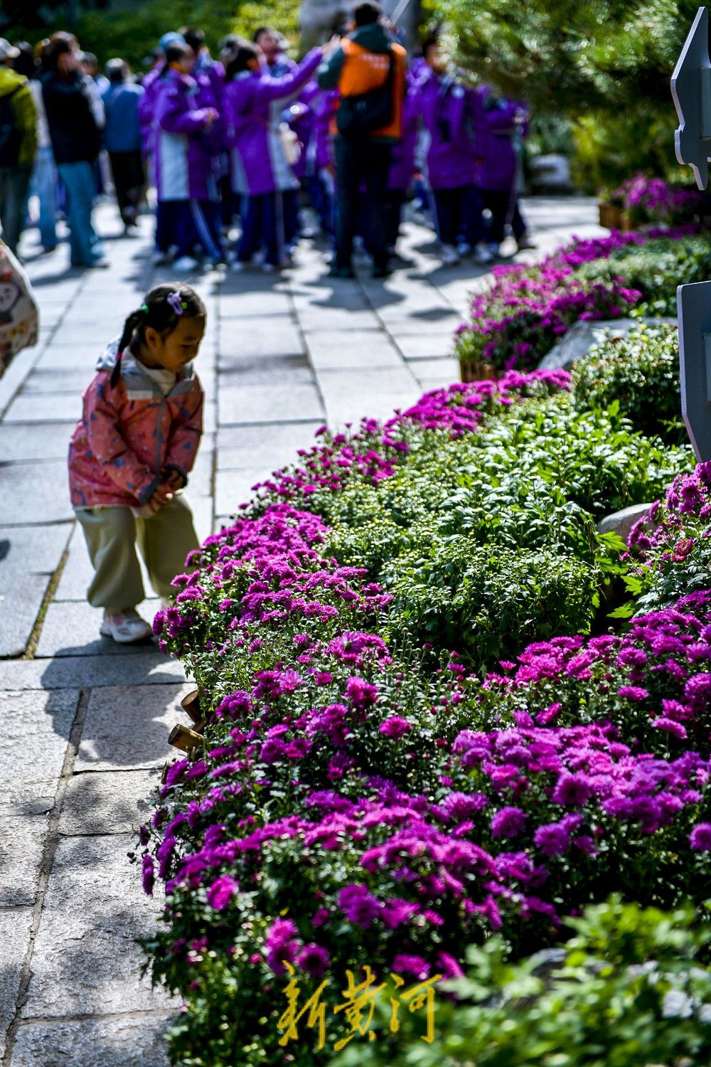 菊花绽放济南趵突泉畔 预计25日向公众开放