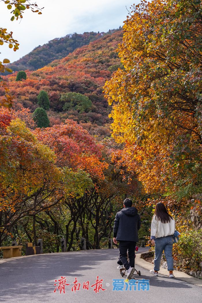 万山红遍,层林尽染!济南红叶谷进入最佳观赏期