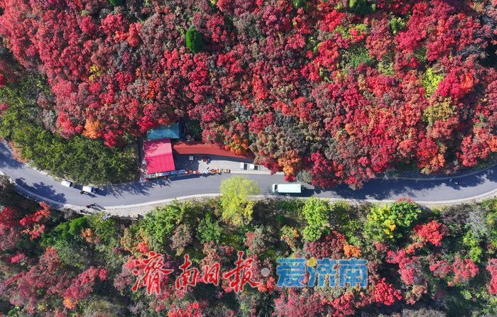 万山红遍,层林尽染!济南红叶谷进入最佳观赏期
