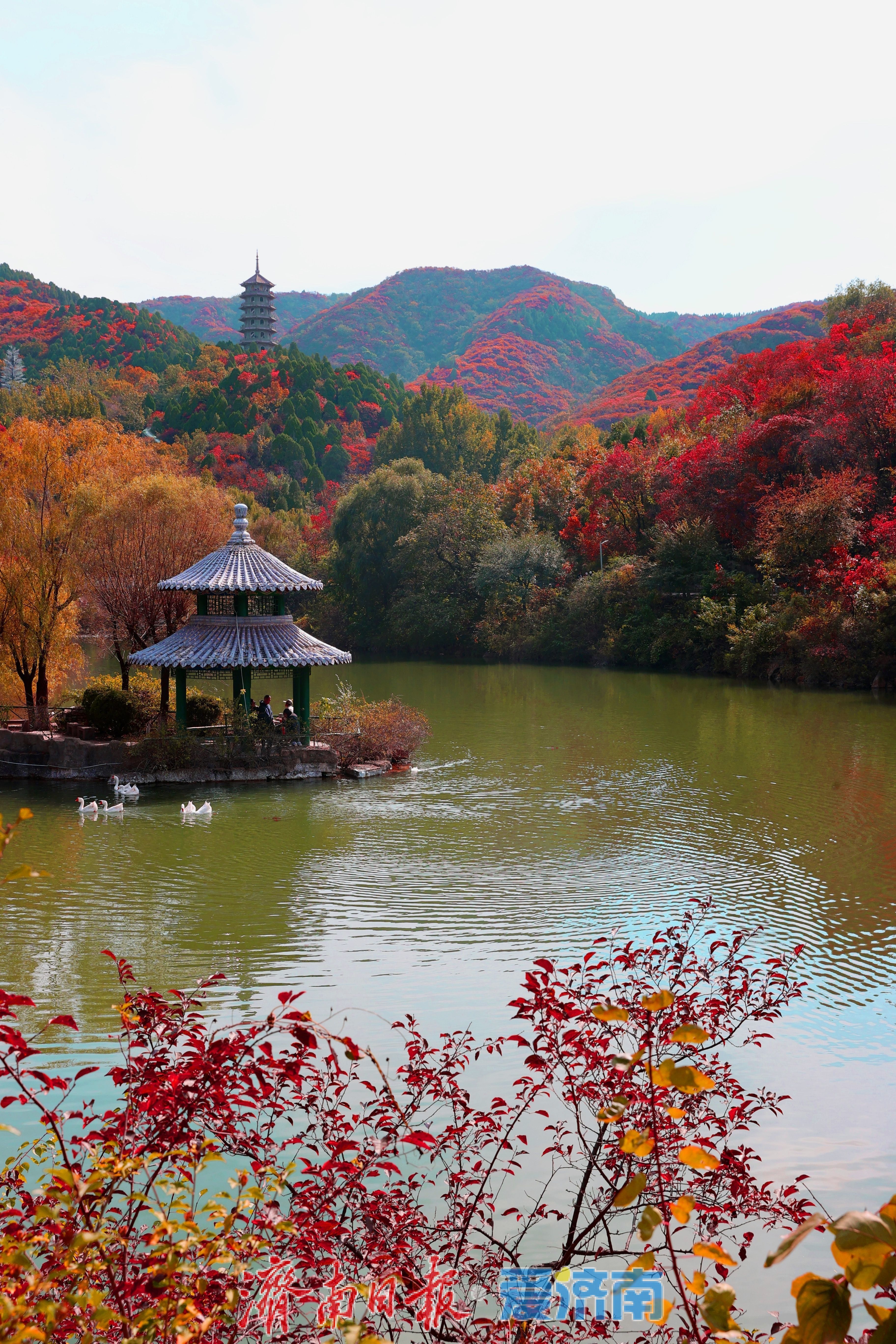万山红遍,层林尽染!济南红叶谷进入最佳观赏期
