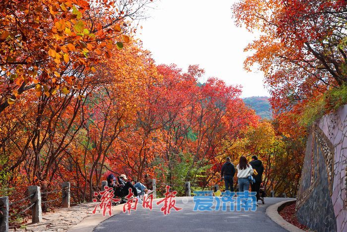万山红遍,层林尽染!济南红叶谷进入最佳观赏期