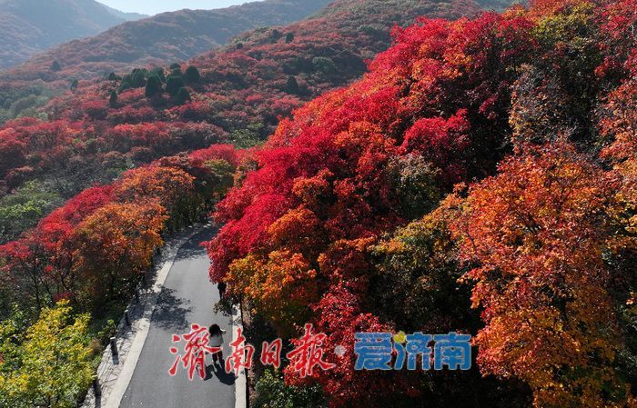 万山红遍,层林尽染!济南红叶谷进入最佳观赏期