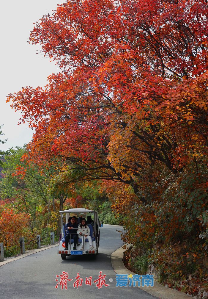 万山红遍,层林尽染!济南红叶谷进入最佳观赏期