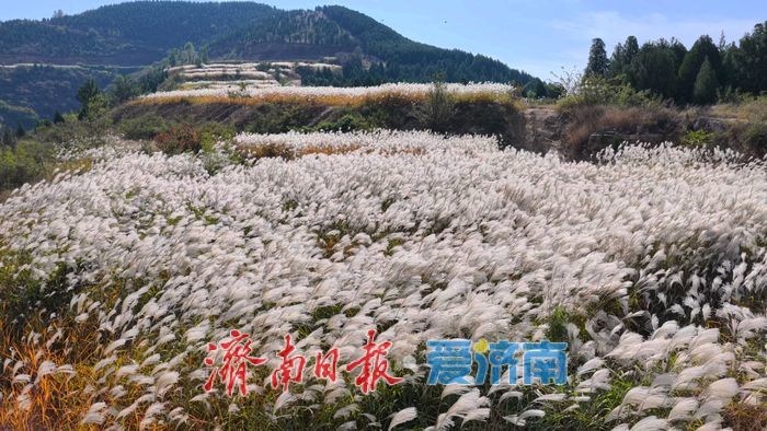 美出圈！南部山区芦荻摇曳成“雪”的童话