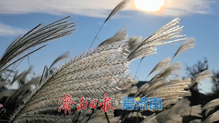 美出圈！南部山区芦荻摇曳成“雪”的童话