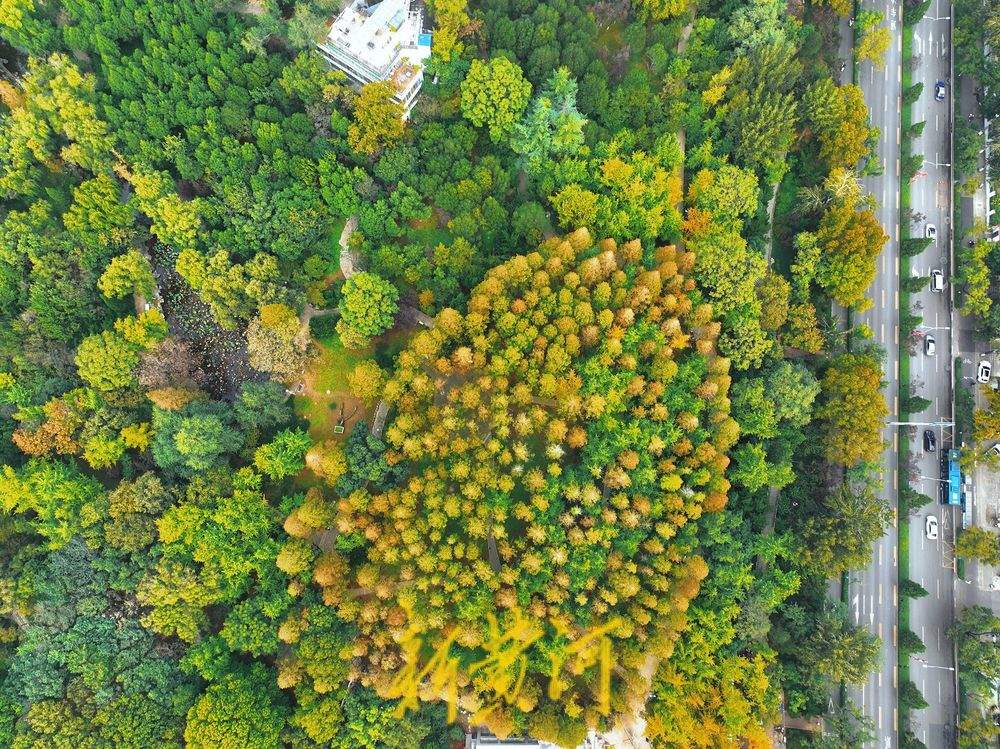 泉城公园深秋水杉美如画,层林尽染醉游人