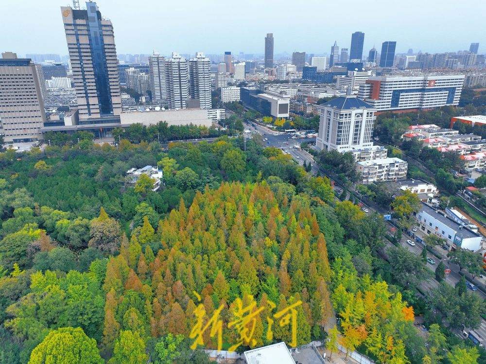 泉城公园深秋水杉美如画,层林尽染醉游人