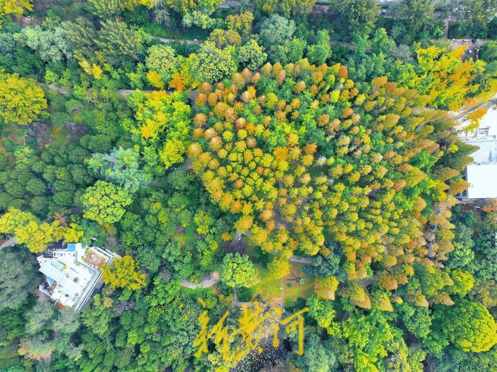 泉城公园深秋水杉美如画,层林尽染醉游人